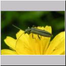 Oedemera virescens - Scheinbockkaefer w03.jpg